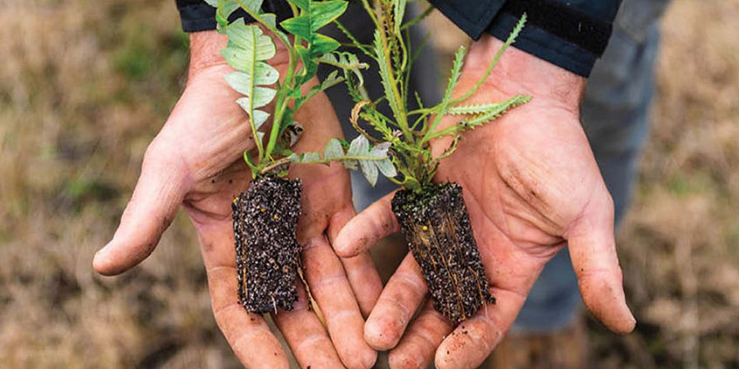 OneTreePlanted samenwerking