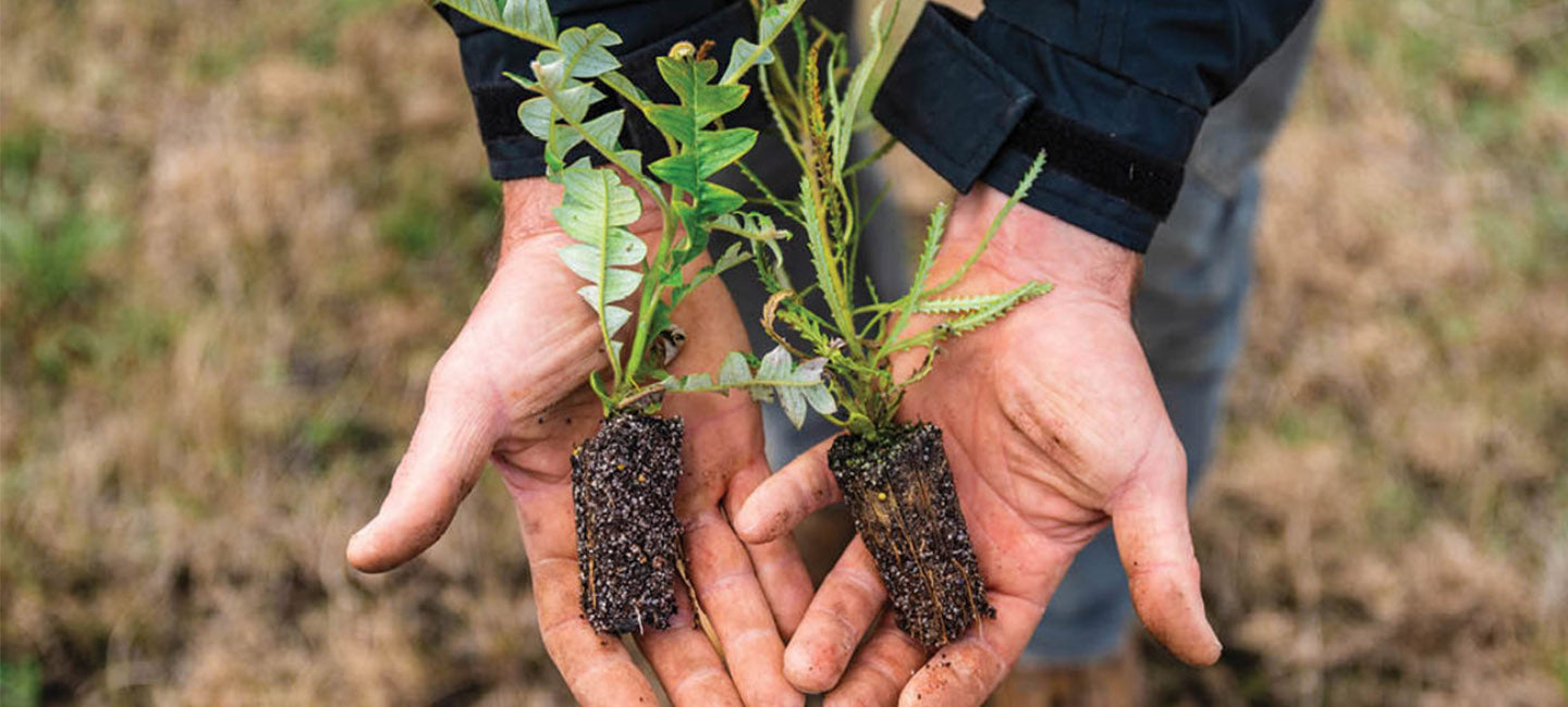 Plant een nieuwe boom